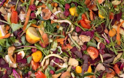 Peut-on mettre des agrumes dans son compost ?