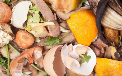 Peut-on mettre des coquilles d’œuf dans son compost ?