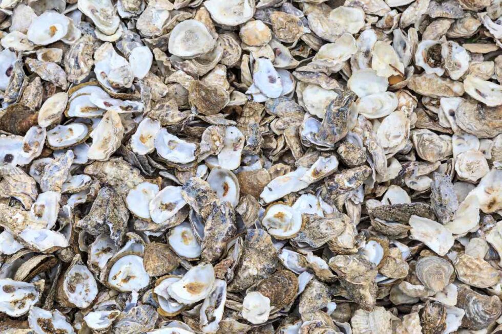 Dans quelle poubelle jeter les coquilles d'huîtres