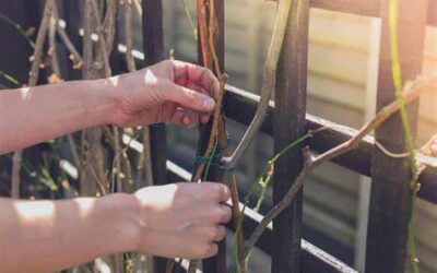 Comment soutenir une plante grimpante ?