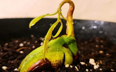 La méthode toute simple pour faire germer un noyau de mangue