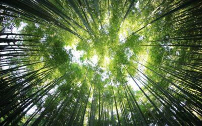 Don pour l’environnement : soutenir la transition écologique, un geste qui compte