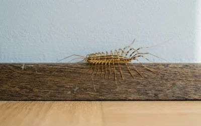 Comprendre la signification des mille pattes dans la maison