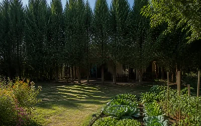 Cyprès inconvénients à connaître avant de planter