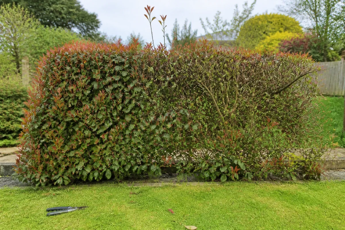 Haie de photinias déformée et dégarnie, illustrant les inconvénients d’entretien du photinia au jardin