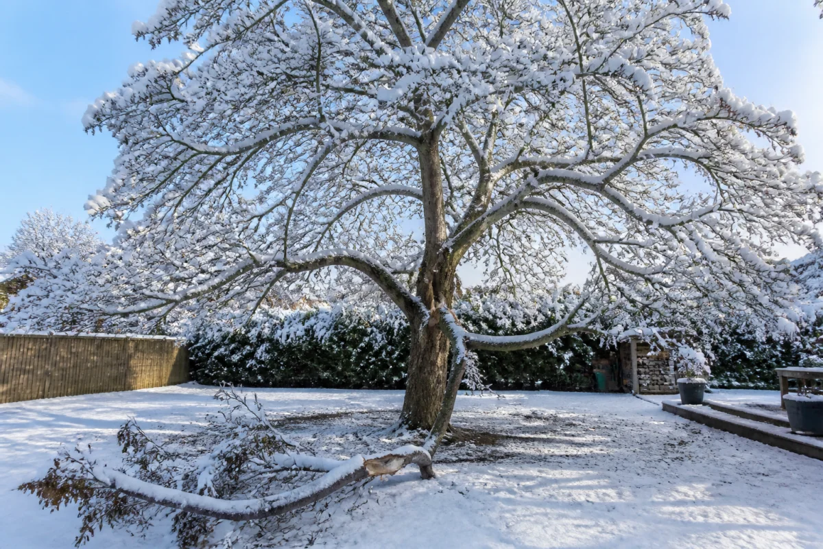 Paulownia mature fragilisé par la neige et le vent dans un jardin résidentiel, illustrant les risques de cet arbre.