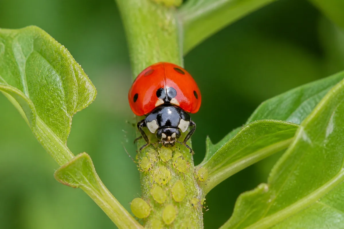 Coccinelle rouge à points noirs mangeant des pucerons sur une tige, dans un jardin naturel verdoyant