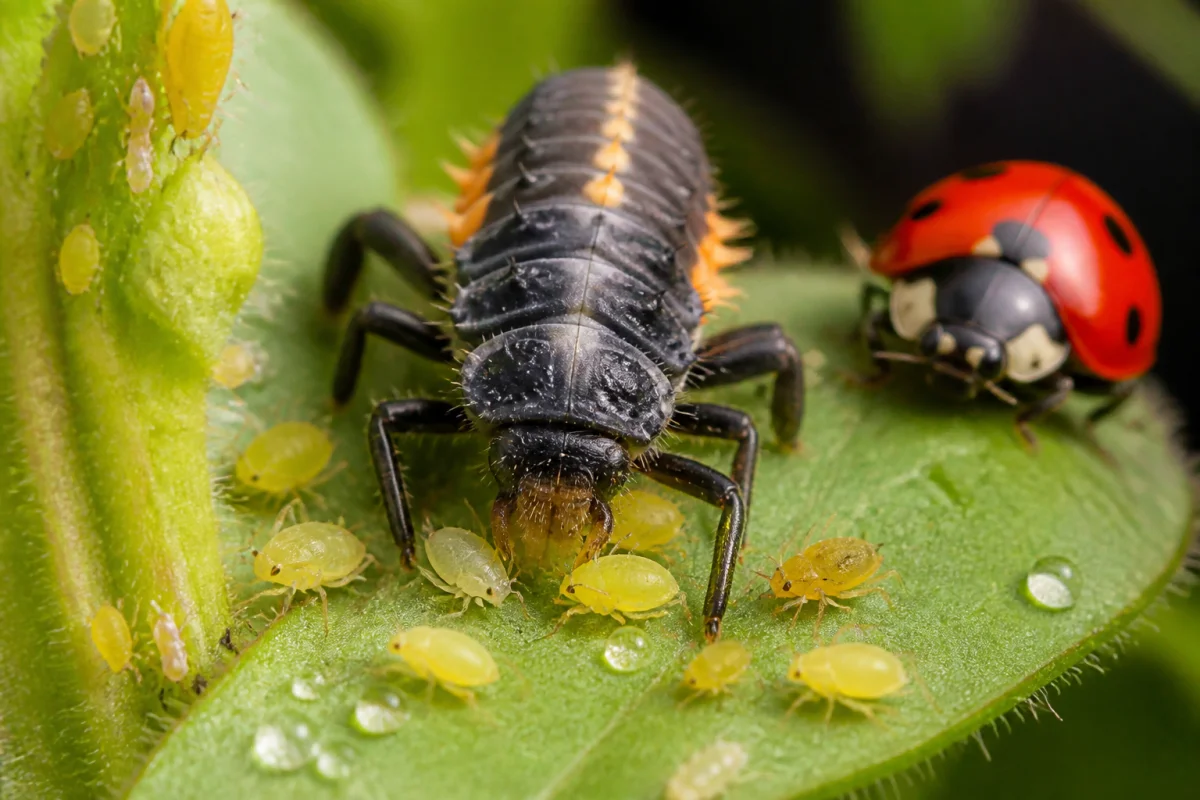 que mange une coccinelle pucerons 038d 1 Larve de coccinelle dévorant des pucerons sur une feuille, avec une coccinelle adulte en arrière-plan verdoyant